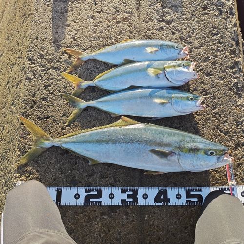 ワラサの釣果