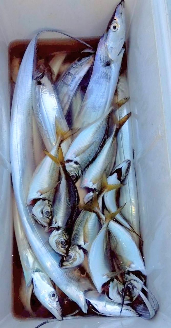 釣り船西野屋さんの釣果 3枚目の画像