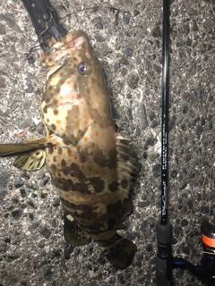 チャイロマルハタの釣果