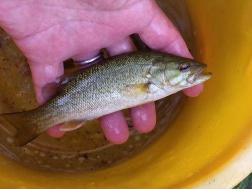 スモールマウスバスの釣果