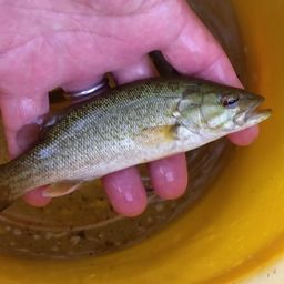 スモールマウスバス