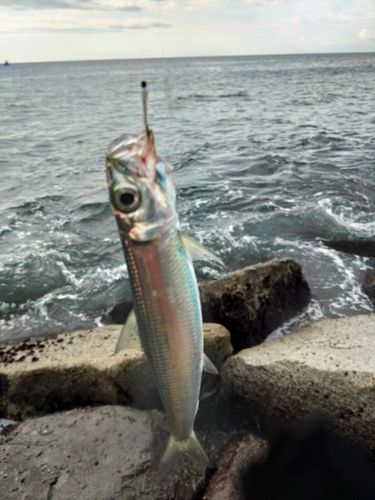柳島海岸