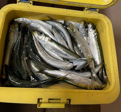 マイワシの釣果
