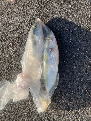 ヤズの釣果