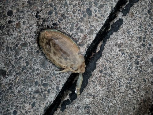 コウイカの釣果