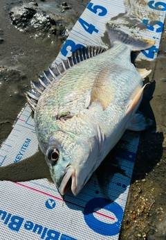キビレの釣果