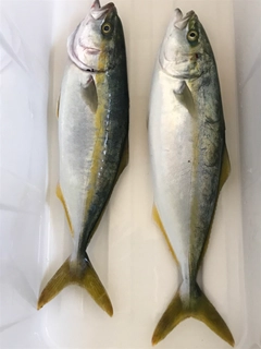 ワカシの釣果