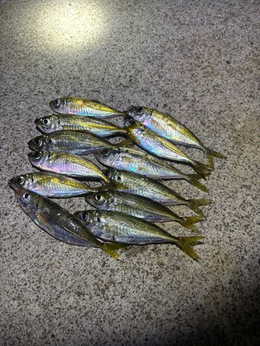 明石浦漁港