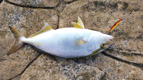シオの釣果