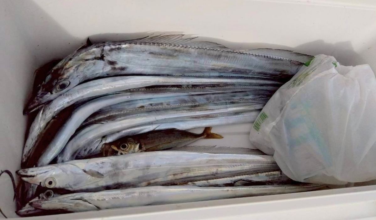 釣り船西野屋さんの釣果 3枚目の画像