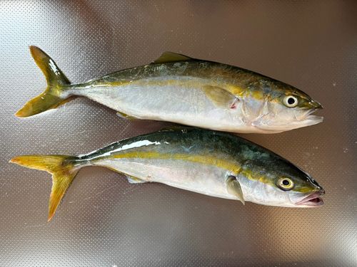 ワカシの釣果