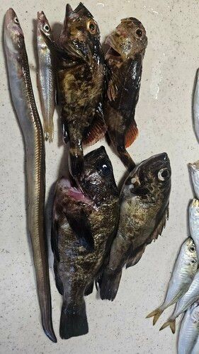 木更津沖堤防