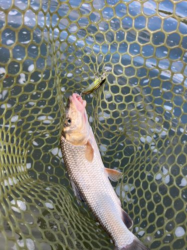 ニゴイの釣果