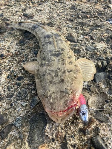 マゴチの釣果