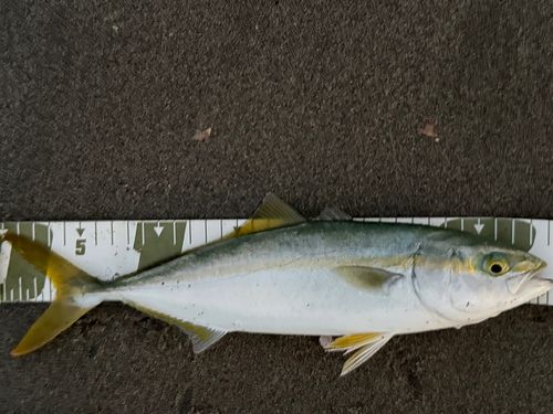 ワカシの釣果