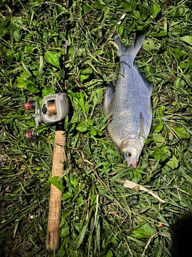 ダントウボウの釣果