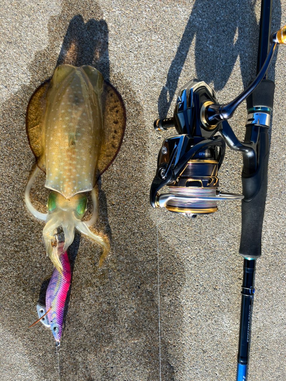 DAIWA 21カルディア LT2500S-XHの最安値・インプレ・釣果 | 本音