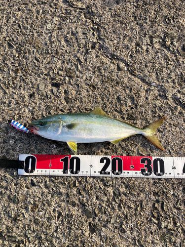 ヤズの釣果