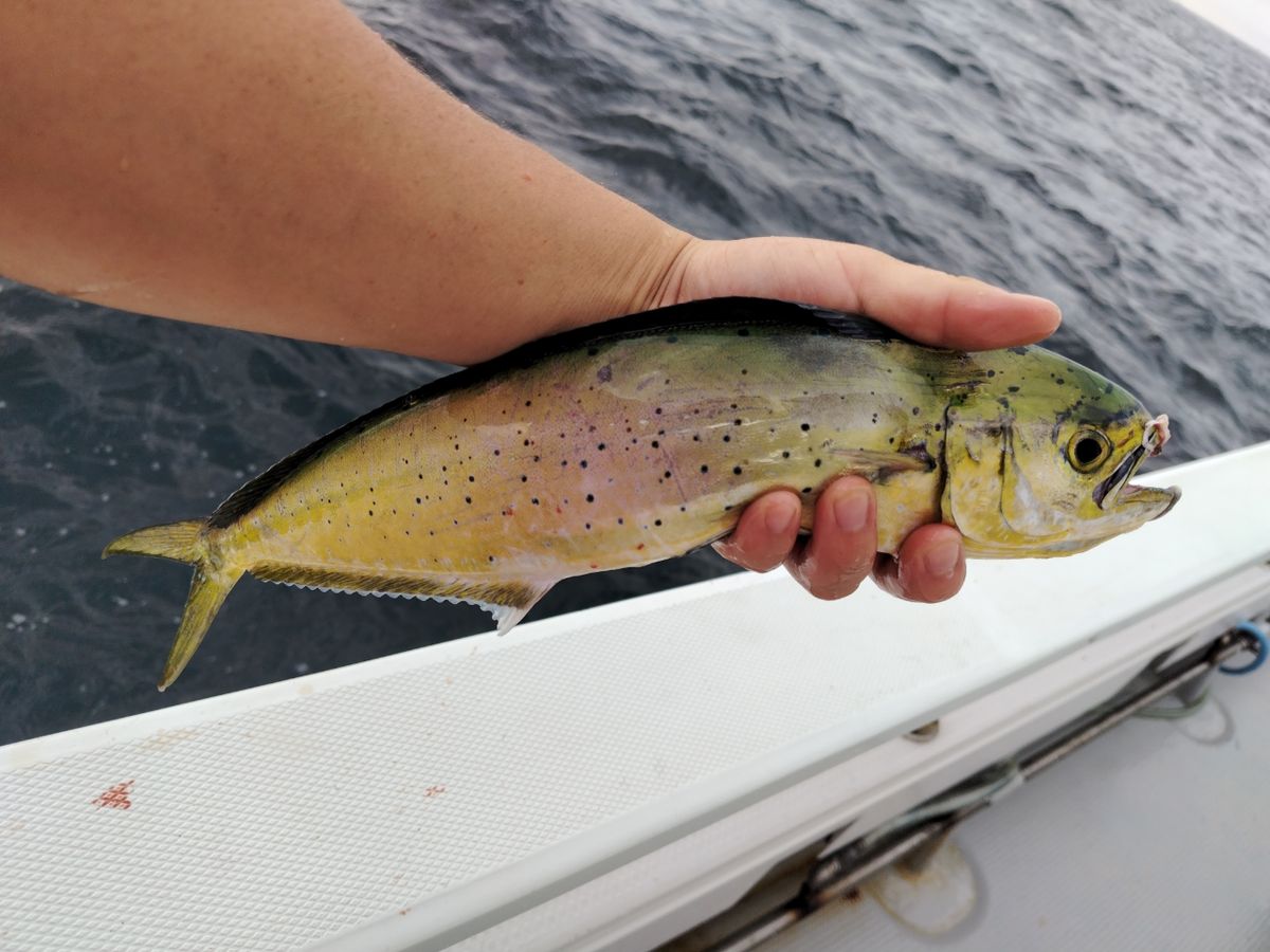 タニクーヤー。さんの釣果 1枚目の画像