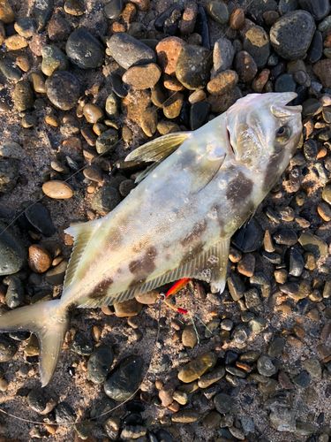 サゴシの釣果