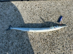 ダツの釣果