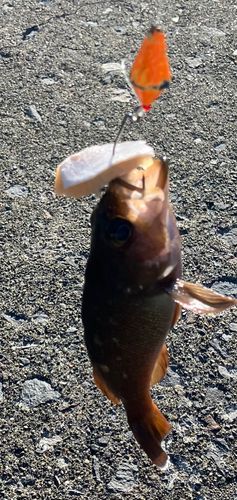 ガヤの釣果