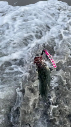 マサバの釣果