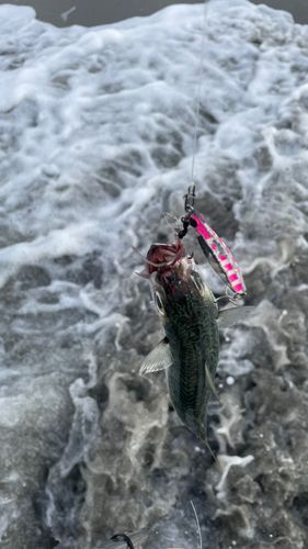 マサバの釣果