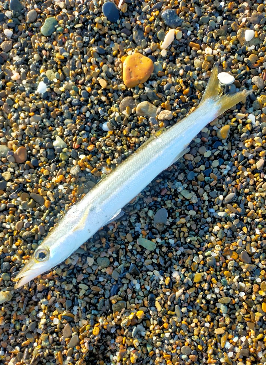 カマス