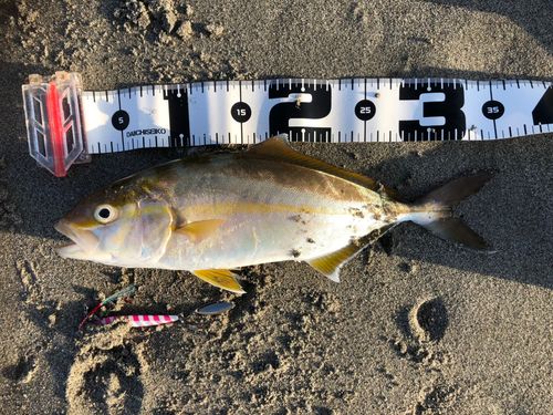 ショゴの釣果