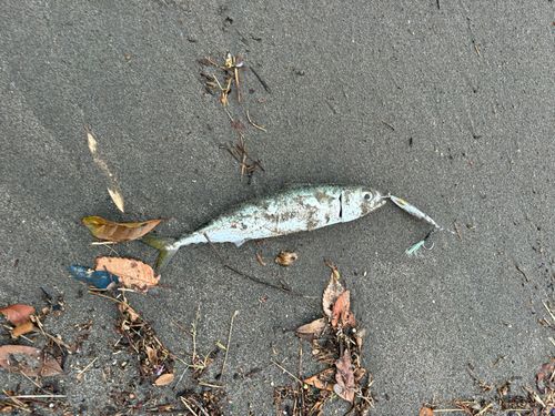 マサバの釣果