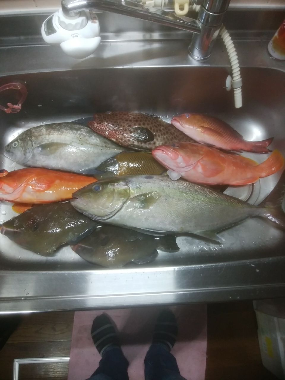 ナンヨウカイワリ