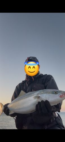 三陸海岸（岩手）