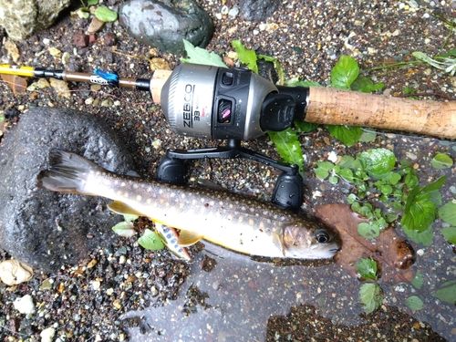 イワナの釣果