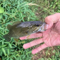 スモールマウスバス