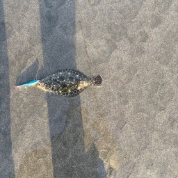 ヒラメ