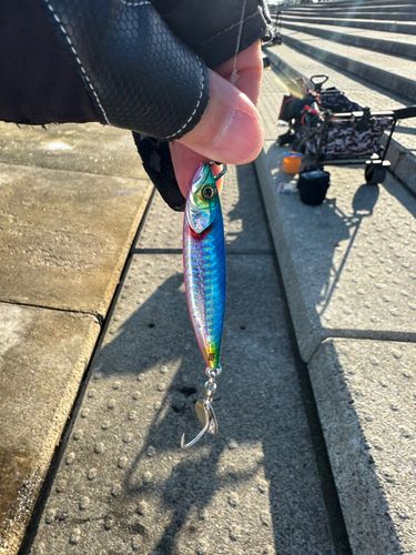 サゴシの釣果