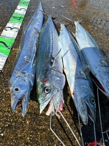 サゴシの釣果