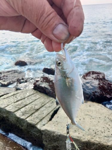 釣果