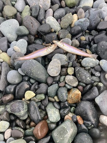キスの釣果