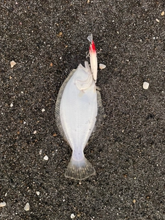 ヒラメの釣果
