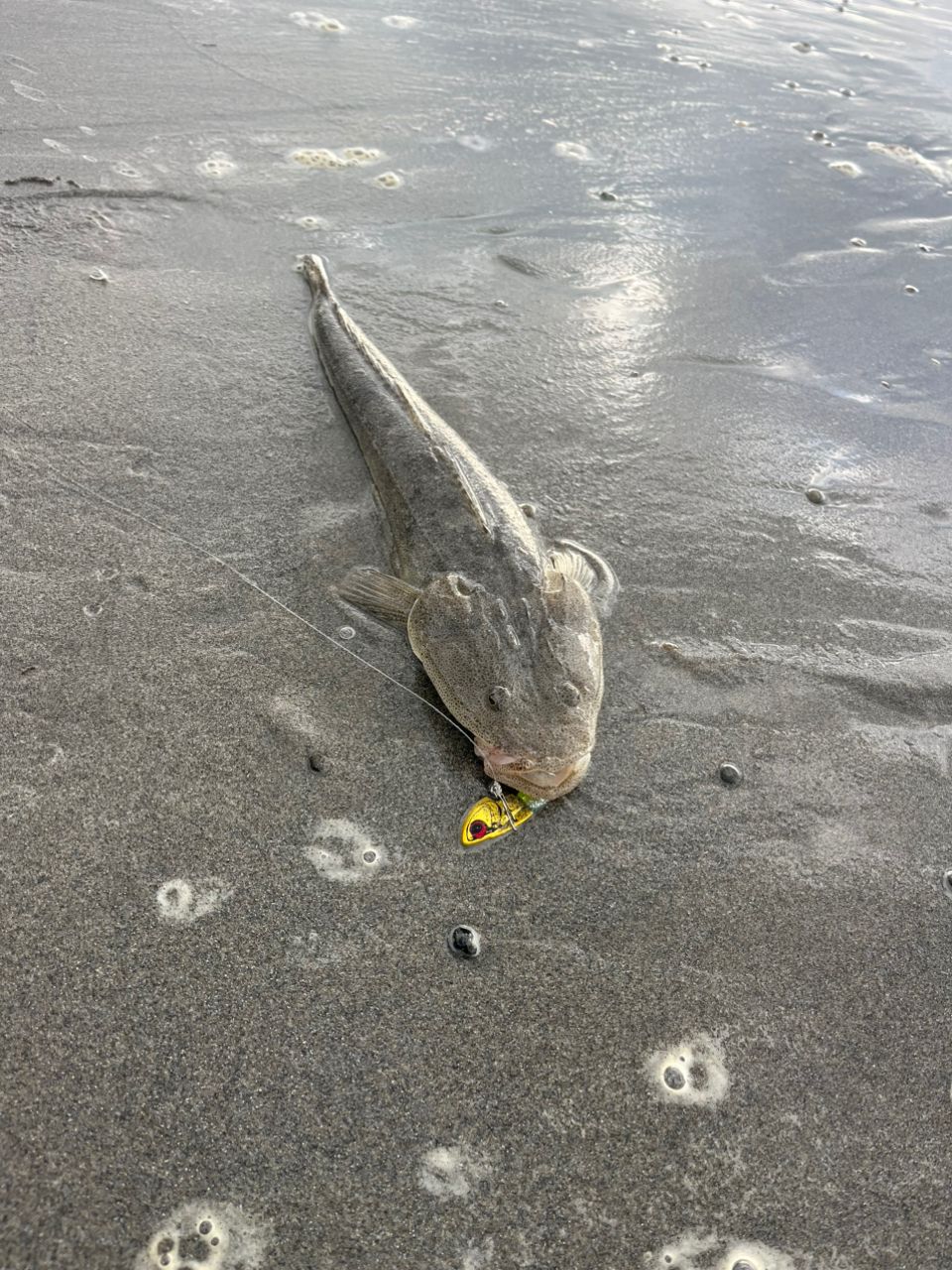 マゴチ