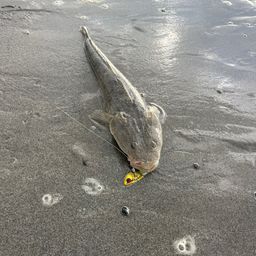 マゴチ