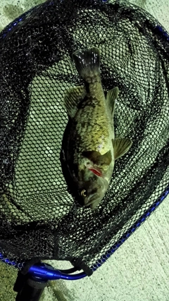 クロソイの釣果