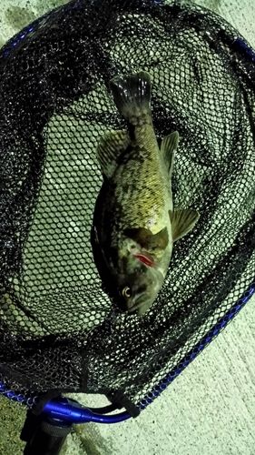 クロソイの釣果