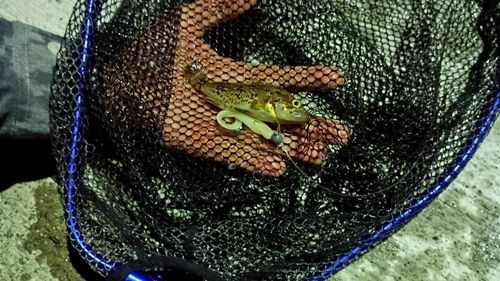 クロソイの釣果