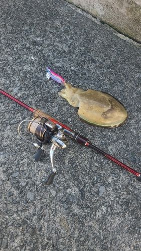 モンゴウイカの釣果