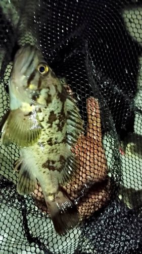 タケノコメバルの釣果