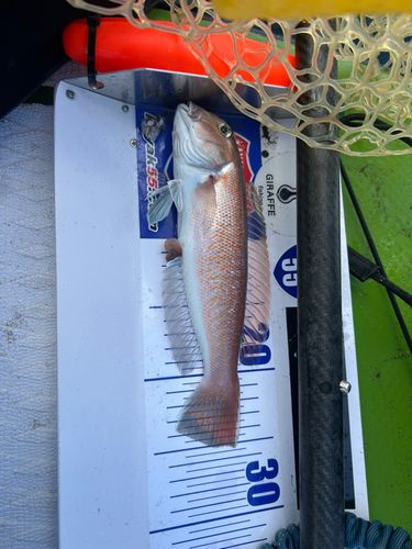 シロアマダイの釣果