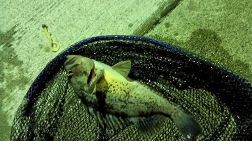 マゾイの釣果
